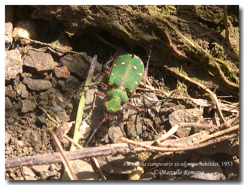 Qualche altra cicindela